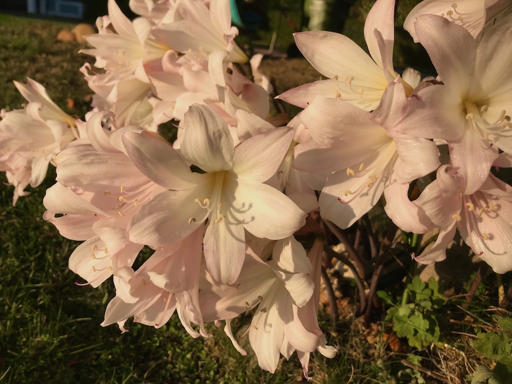 light pink belladonna lilies.jpeg