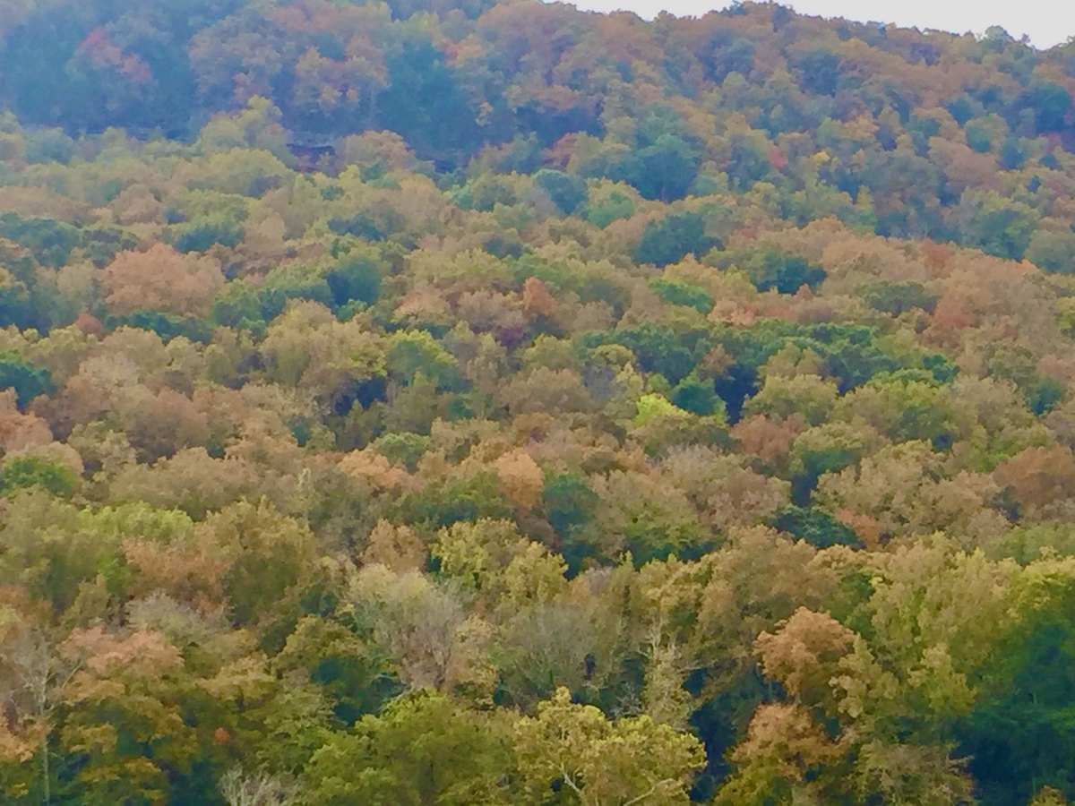 autumn forest-impressionsit.jpeg