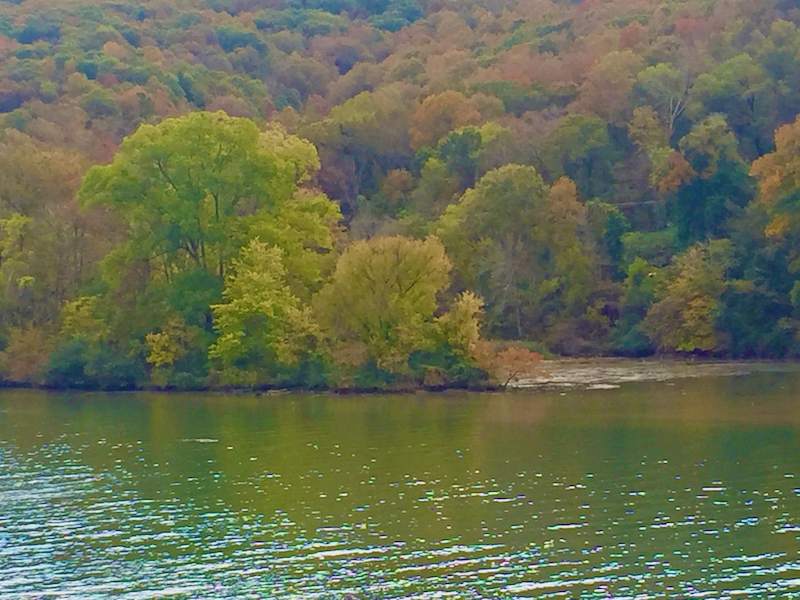 autumn trees on tennessee river..jpeg