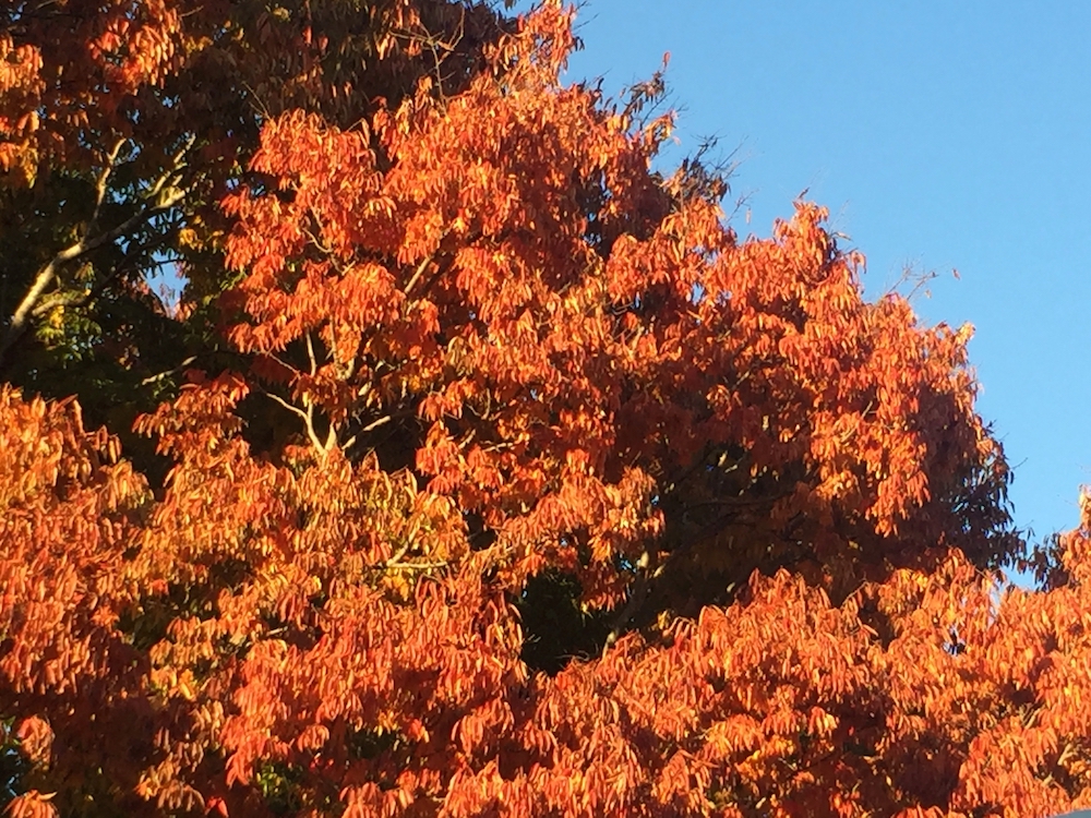 beech trees in fall.jpeg
