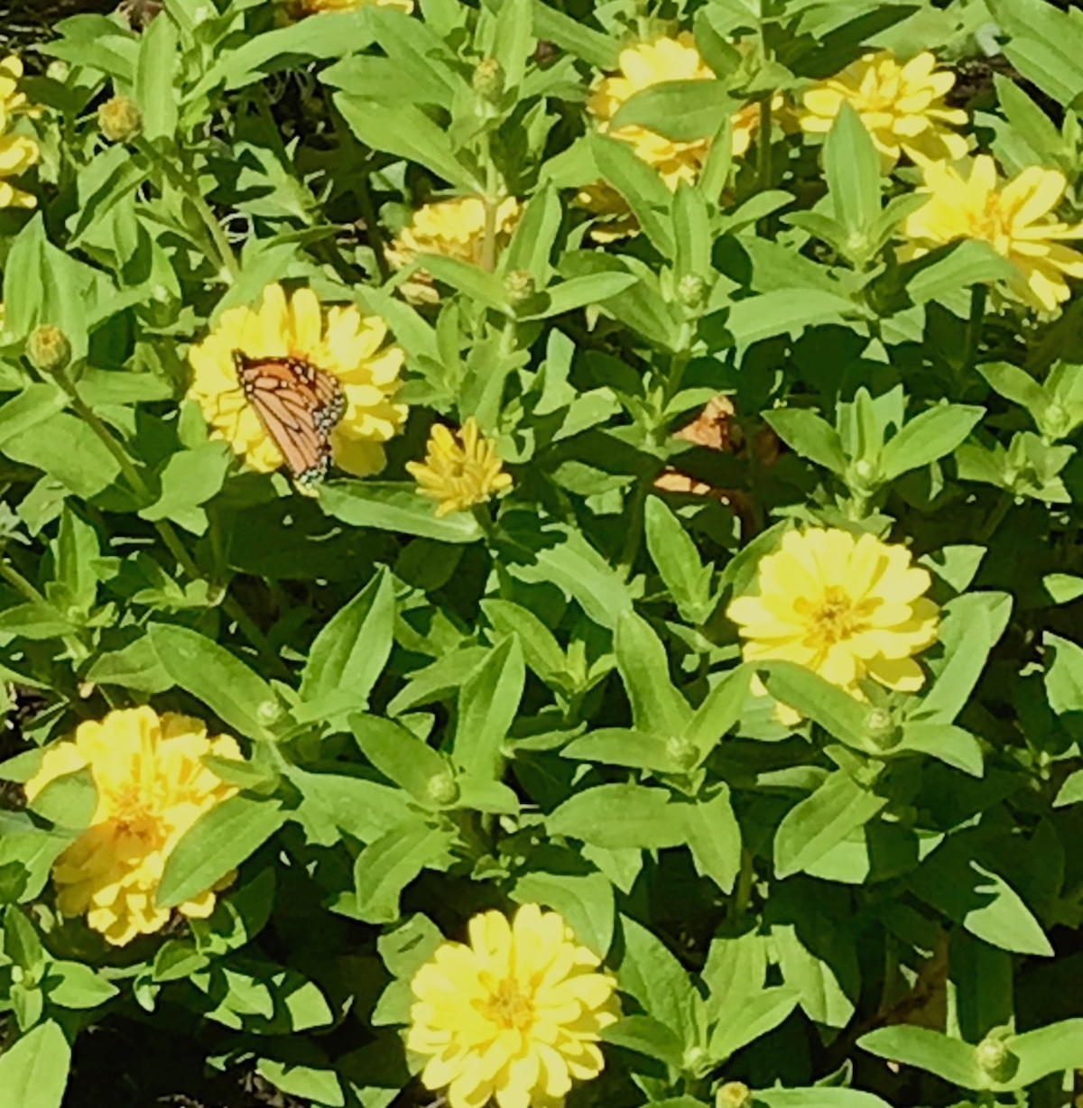 Monarch butterfly-chartreuse zinnia butterfly Garden.jpeg