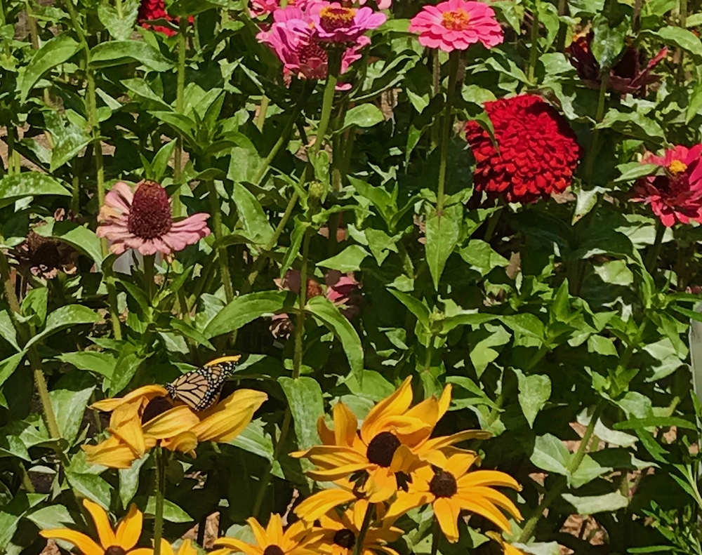Monarch-red zinnia-blacked susan butterfly Garden.jpeg