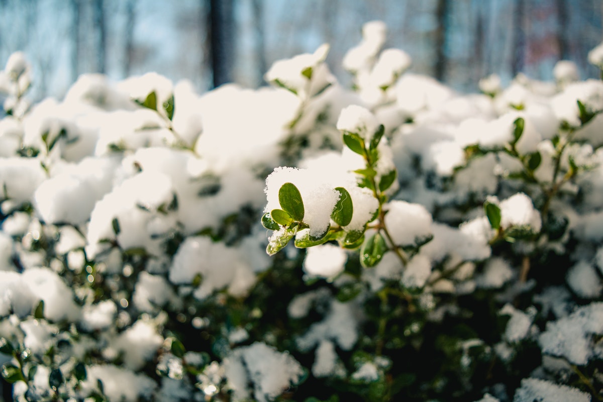 How To Protect Your Winter Garden – Dos And Don’ts