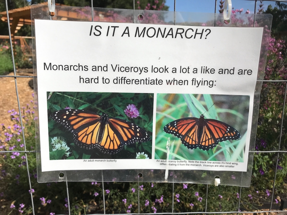sign-is it Monarch butterfly Garden (3).jpeg