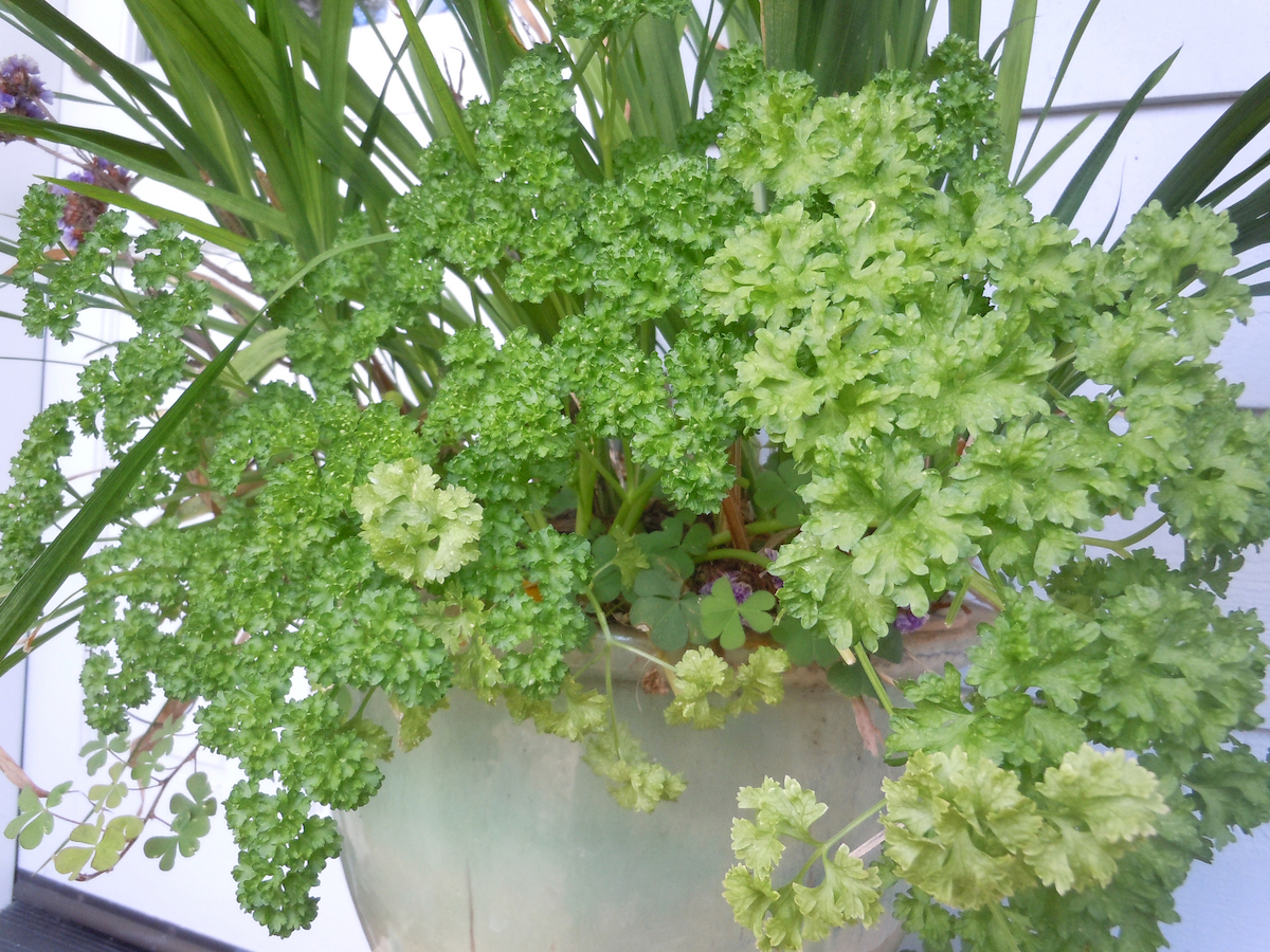 parsley from seed in container.jpg.jpeg