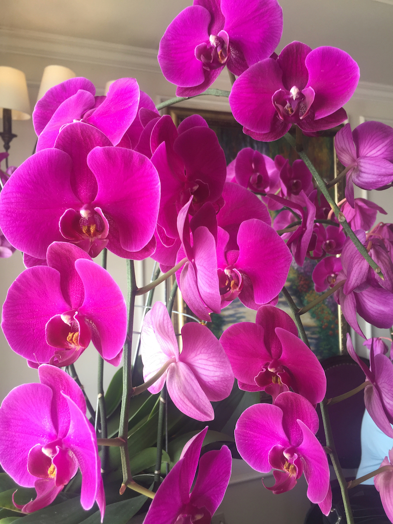 purple orchid.jpeg