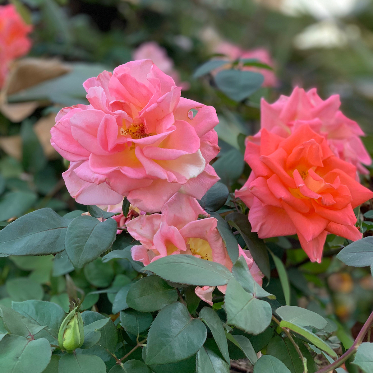 arizona roses.jpeg