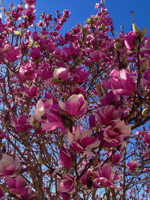 pink tulip magnolia - 1.jpeg