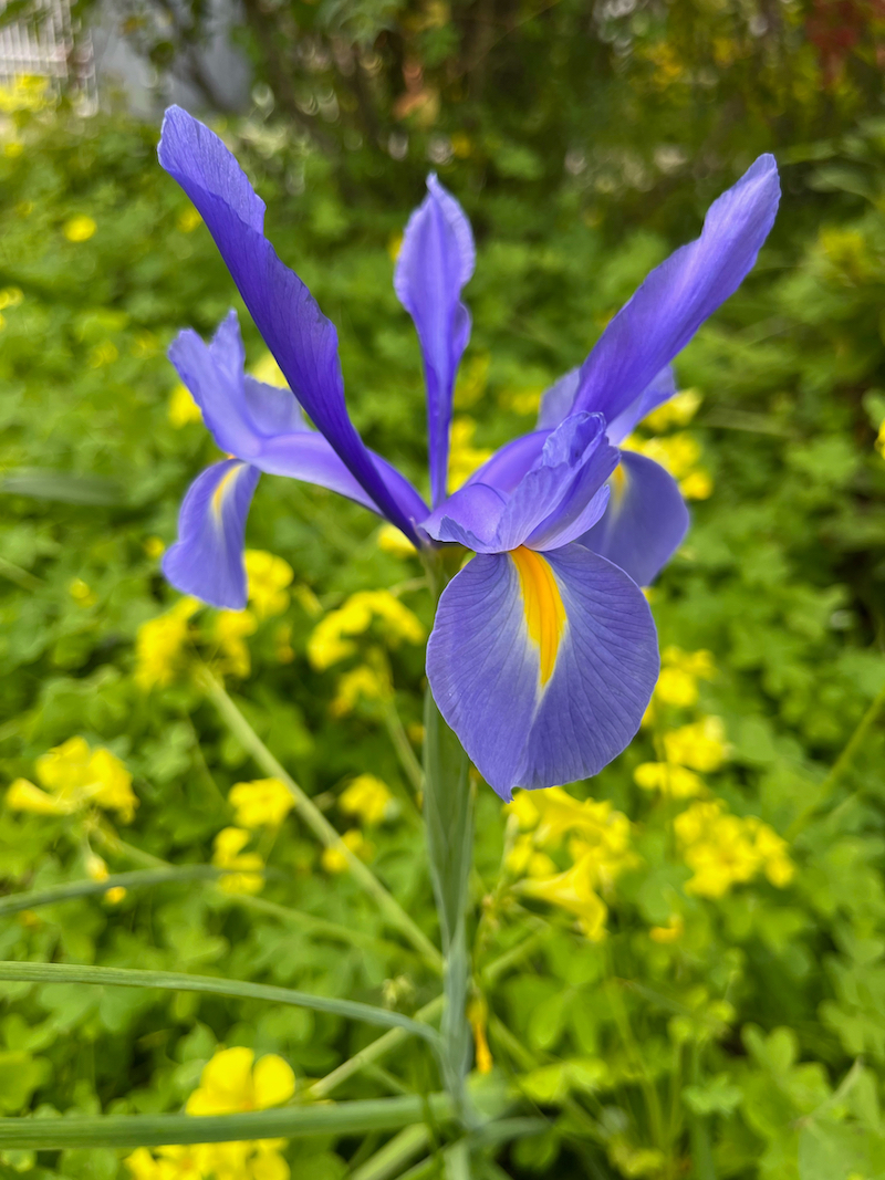 blue dutch iris.jpeg