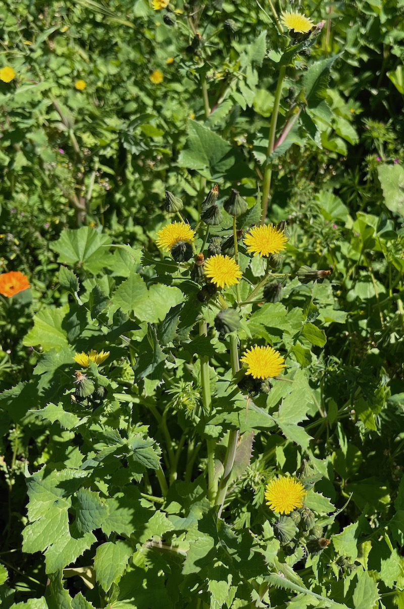 spiny sowthistle weed.jpeg