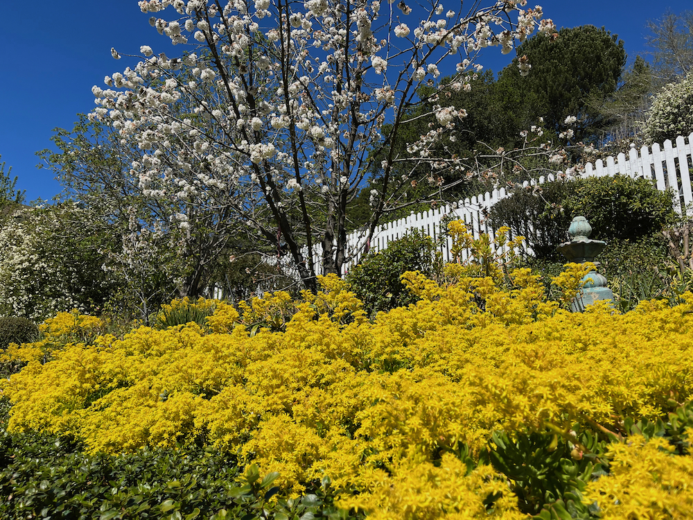 yellow sedum, cheery trees, Lank bansia roses blooming.jpeg