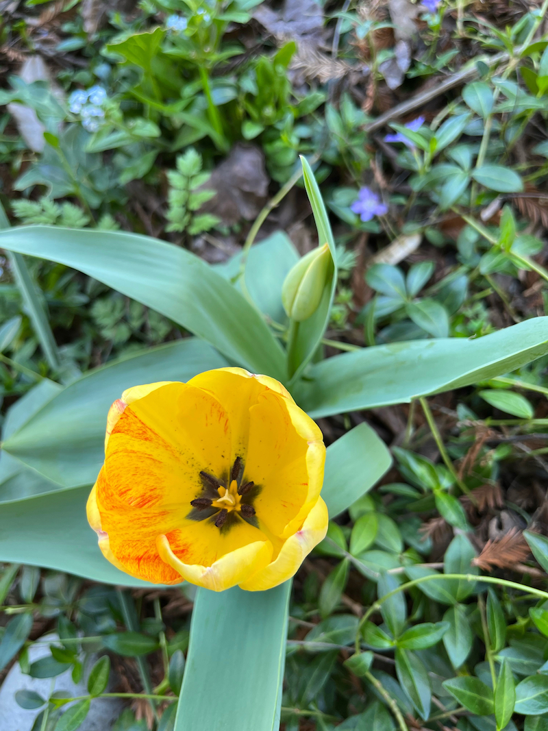 yellow tulip.jpeg
