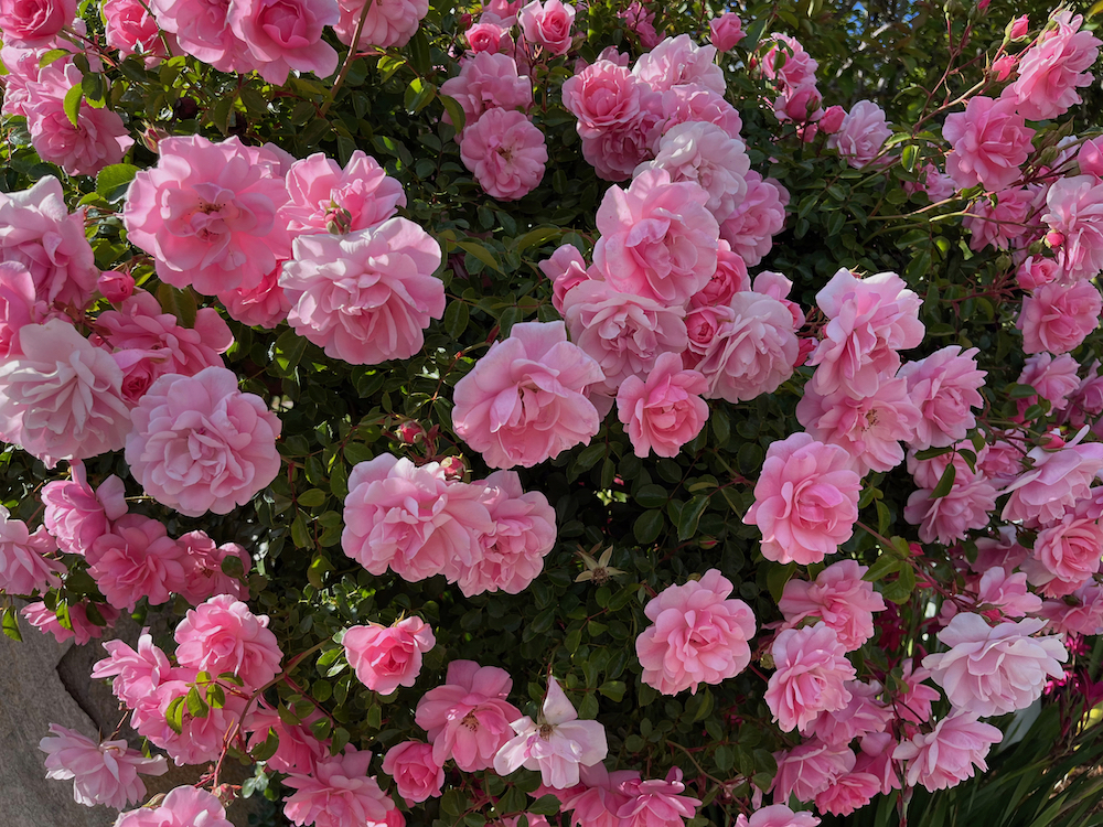 Pink bonica roses.jpeg