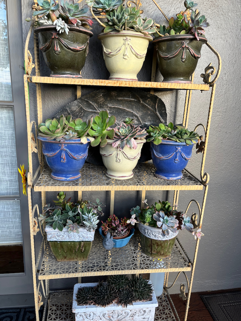 succulents in pots.jpeg