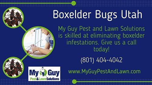 Bed bugs and box elder bugs control – Utah