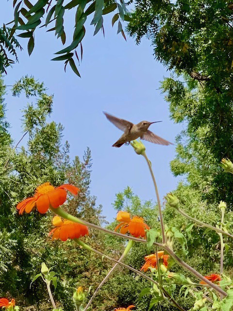 hummingbird from Julie Stagg.jpeg