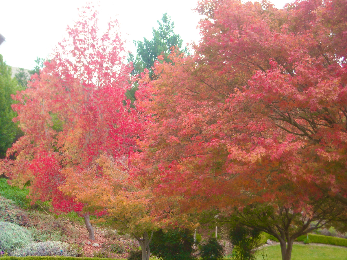 Fall color-maple-amber.jpg - 2.jpeg