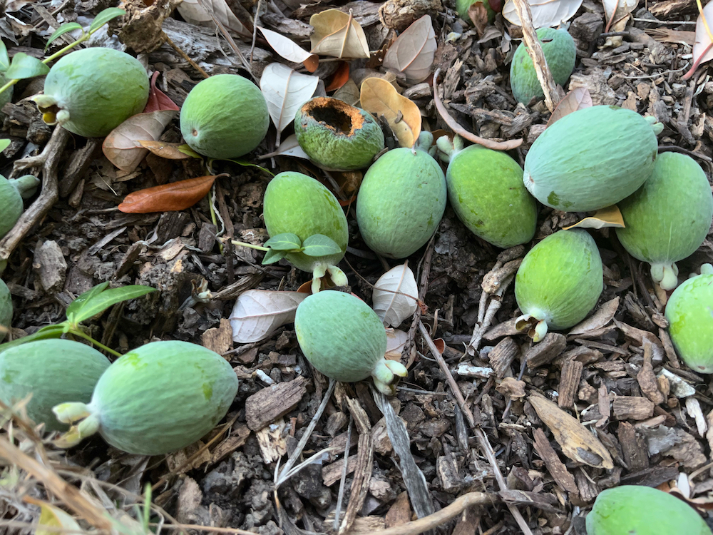 guavas self-harvested.jpeg