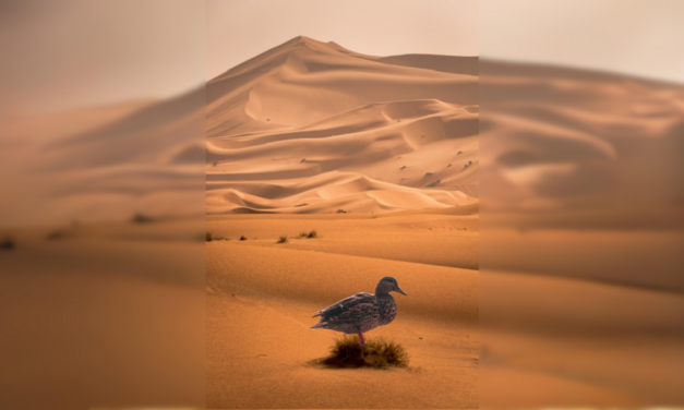 Duck on the Desert: Embracing Uniqueness in Leadership