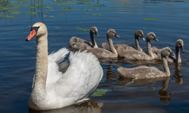 From Ugly Duckling to Beautiful Swan: The Power of Belief in Professional Growth