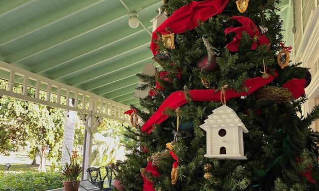 Nature Inspires the Holidays